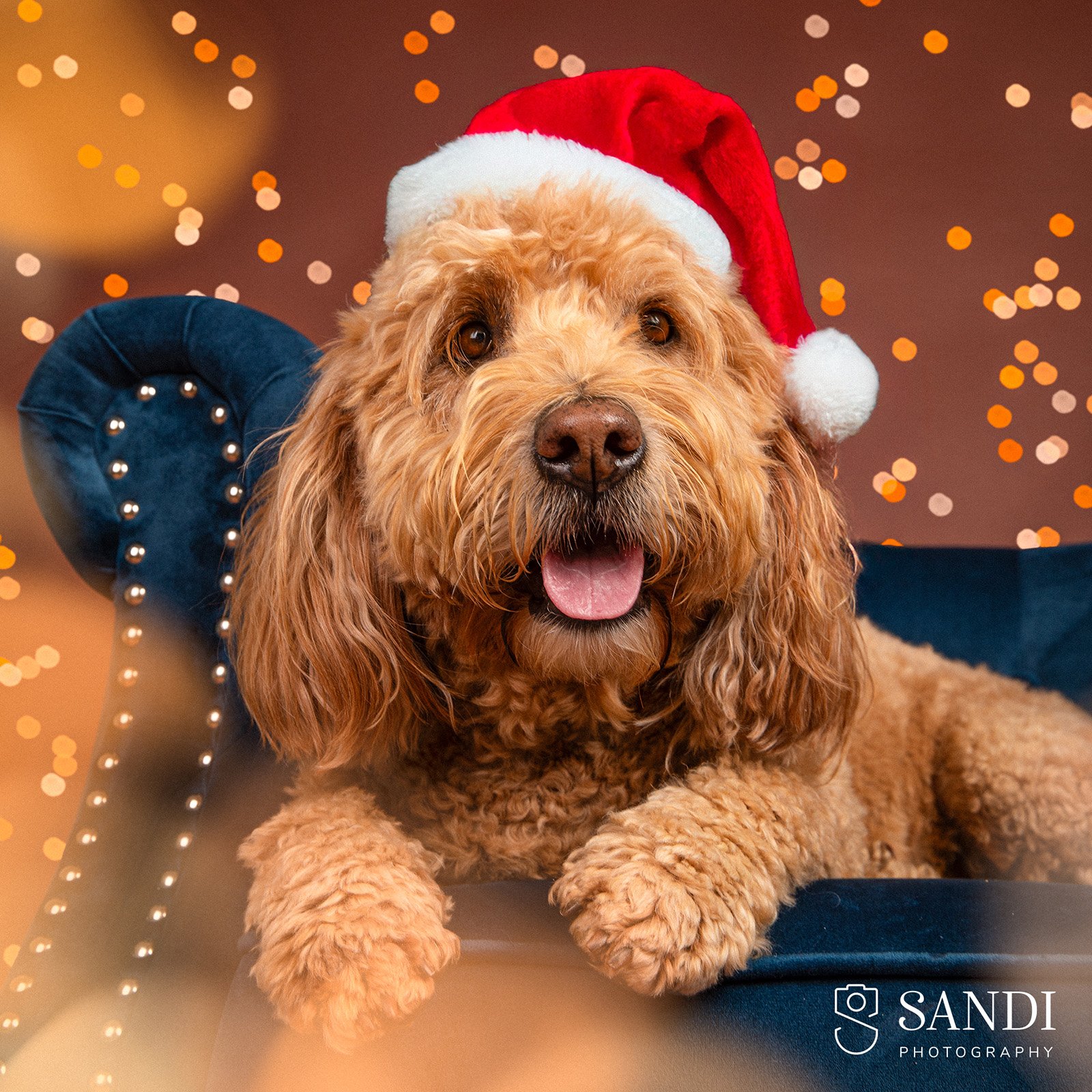 A cute dog wearing a Santa hat during a Christmas photoshoot at Sandi Studio.